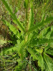 Dipsacus comosus