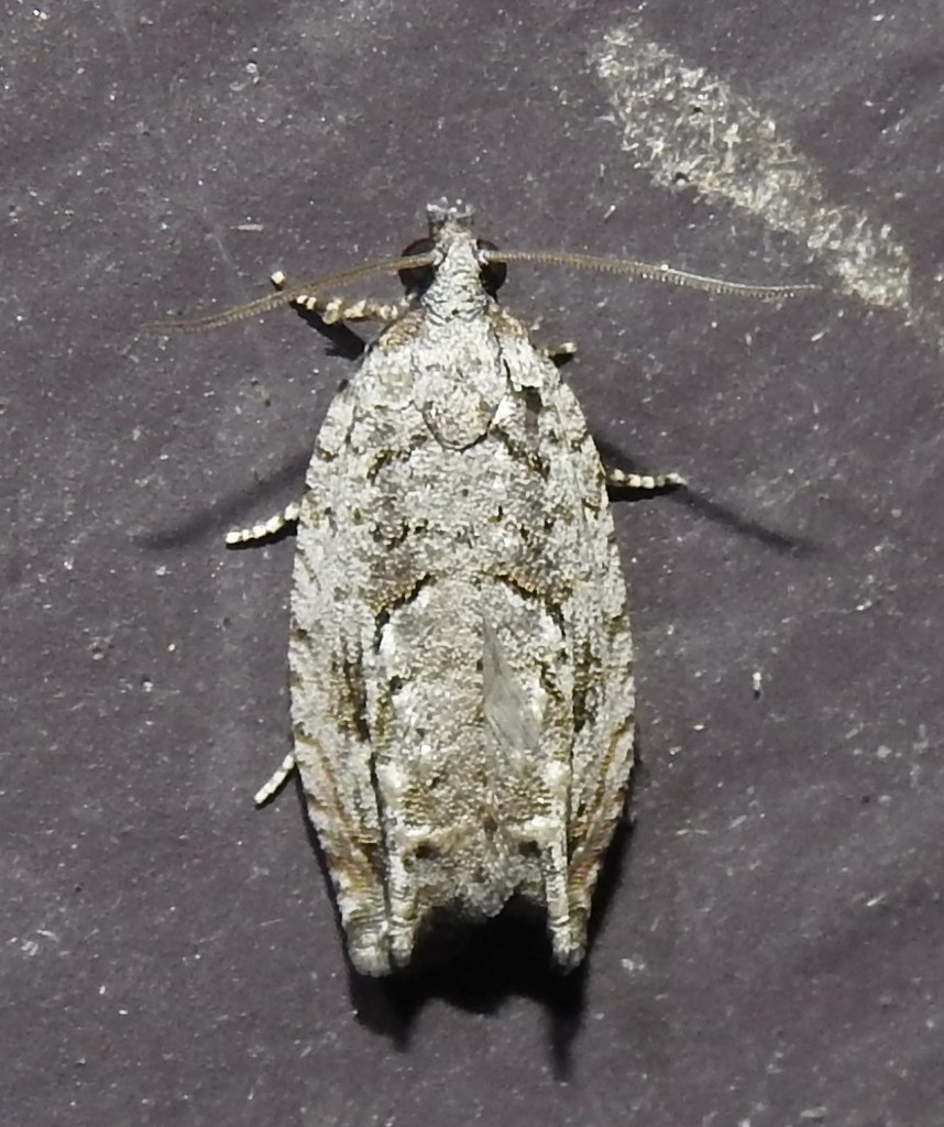 Arrowhead Moth