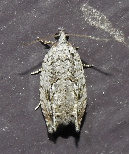 Arrowhead Moth