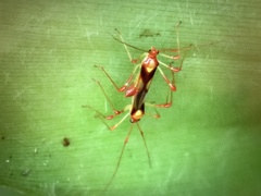 Ragwelellus rubrinus