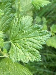 Ribes uva-crispa