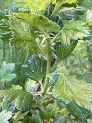 Ribes uva-crispa