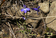 Lobelia preslii