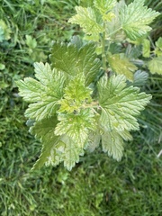 Ribes uva-crispa