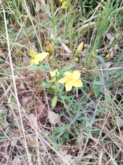 Hypericum linariifolium