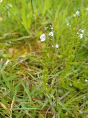 Veronica serpyllifolia