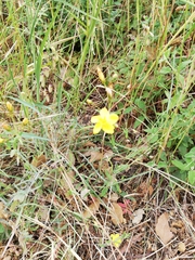 Hypericum linariifolium