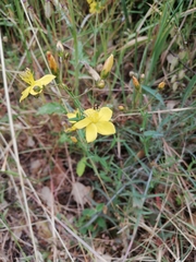 Hypericum linariifolium