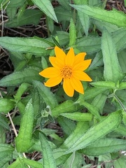Wedelia acapulcensis