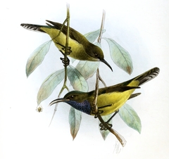 Principe Sunbird photo 3