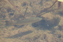 Lepomis cyanellus