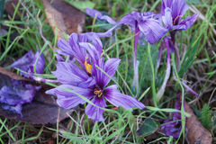 Crocus sativus