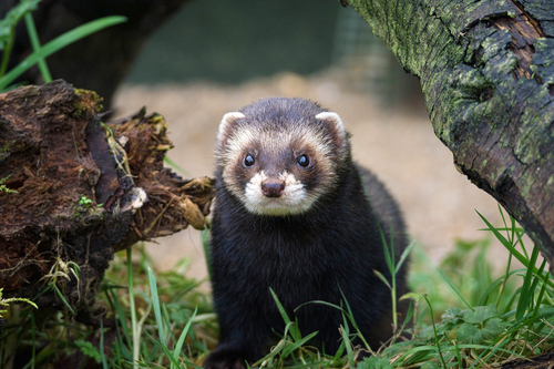 Western Polecat
