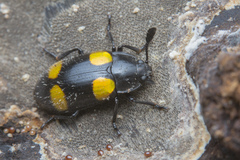 Episcapha xanthopustulata
