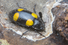 Episcapha xanthopustulata