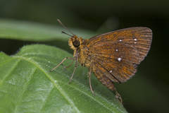 Iambrix salsala salsala