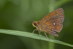 Iambrix salsala salsala