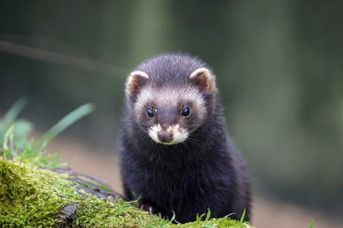 Western Polecat