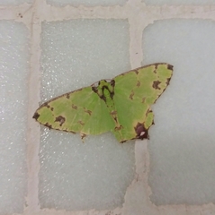 Agathia lycaenaria