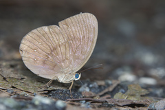 Faunis canens arcesilas