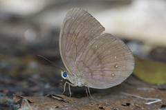 Faunis canens arcesilas