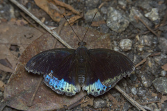 Lexias pardalis dirteana