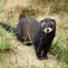 Western Polecat - Photo (c) Peter Trimming, some rights reserved (CC BY)