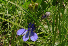 Lobelia preslii