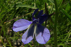 Lobelia preslii