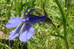 Lobelia preslii