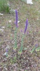 Nepeta tuberosa