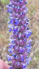 Nepeta tuberosa