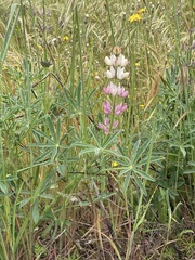 Lupinus gredensis