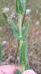 Nepeta tuberosa