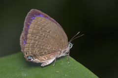 Arhopala major
