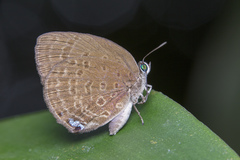 Arhopala major