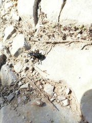 Arima marginata