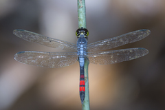 Agrionoptera sexlineata