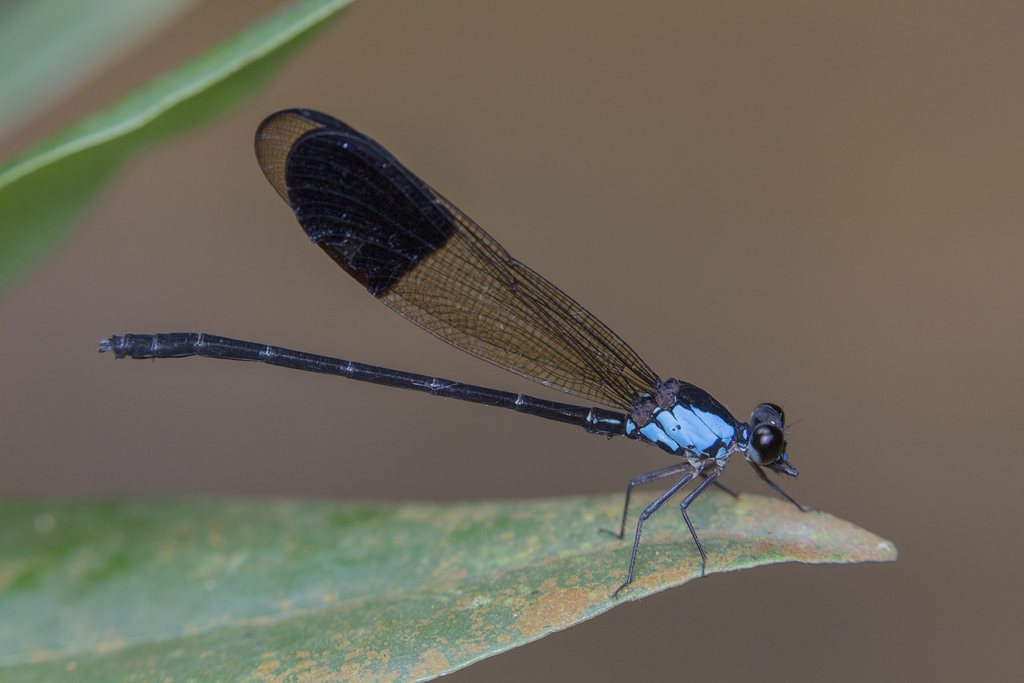 Gossamerwings and allies