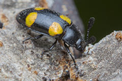 Episcapha xanthopustulata