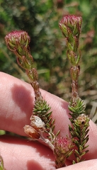 Erica tetralix