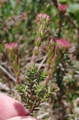 Erica tetralix