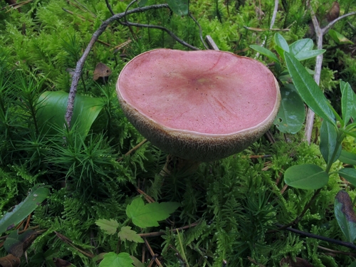 Chrome-footed Bolete