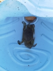 Callinectes arcuatus