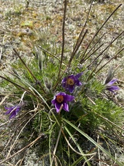 Pulsatilla vulgaris