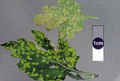 Ferrugem-branca (Puccinia horiana)