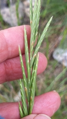 Brachypodium phoenicoides