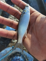 Mugil curema