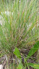 Brachypodium phoenicoides