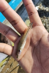 Gobiomorus maculatus